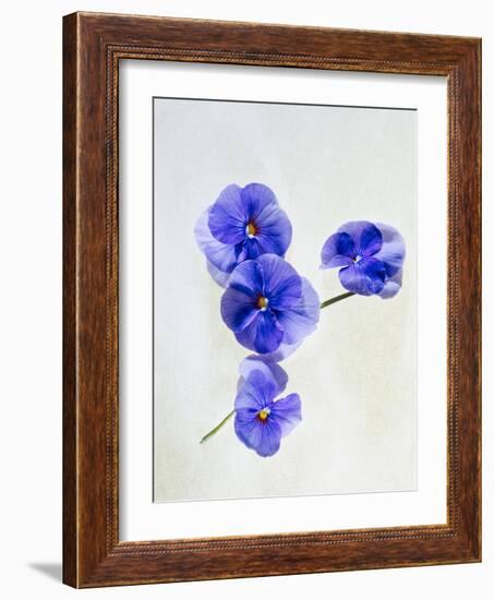 Violets, Blossoms, Violet, Blue, Viola Odorata-Axel Killian-Framed Photographic Print