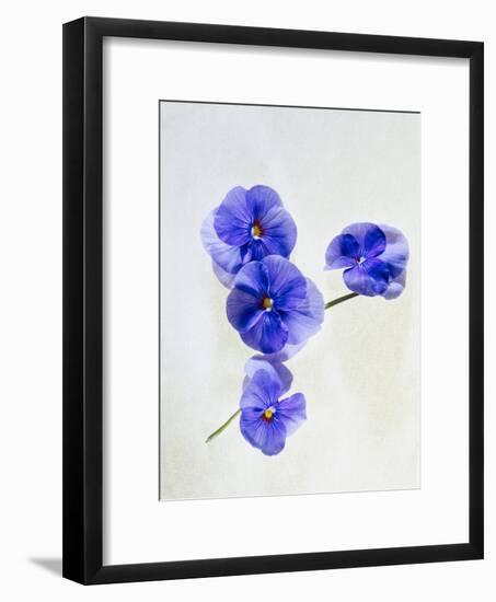 Violets, Blossoms, Violet, Blue, Viola Odorata-Axel Killian-Framed Photographic Print