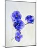 Violets, Blossoms, Violet, Blue, Viola Odorata-Axel Killian-Mounted Photographic Print