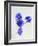 Violets, Blossoms, Violet, Blue, Viola Odorata-Axel Killian-Framed Photographic Print