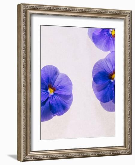 Violets, Blossoms, Violet, Blue, Viola Odorata-Axel Killian-Framed Photographic Print