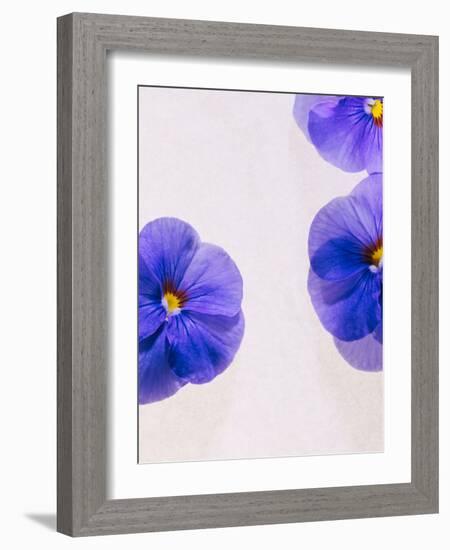 Violets, Blossoms, Violet, Blue, Viola Odorata-Axel Killian-Framed Photographic Print