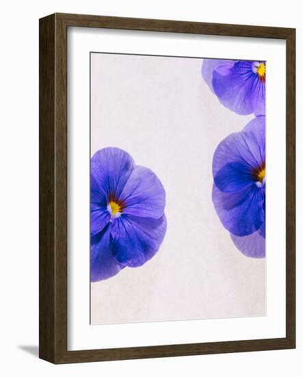 Violets, Blossoms, Violet, Blue, Viola Odorata-Axel Killian-Framed Photographic Print