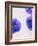 Violets, Blossoms, Violet, Blue, Viola Odorata-Axel Killian-Framed Photographic Print