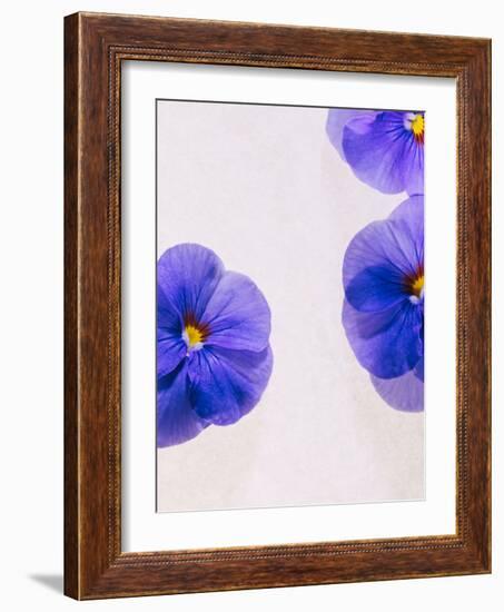 Violets, Blossoms, Violet, Blue, Viola Odorata-Axel Killian-Framed Photographic Print