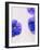 Violets, Blossoms, Violet, Blue, Viola Odorata-Axel Killian-Framed Photographic Print