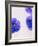 Violets, Blossoms, Violet, Blue, Viola Odorata-Axel Killian-Framed Photographic Print