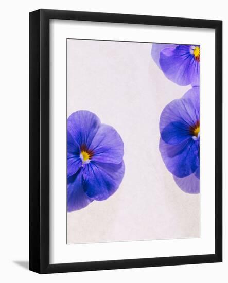 Violets, Blossoms, Violet, Blue, Viola Odorata-Axel Killian-Framed Photographic Print