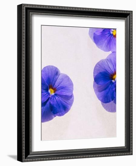 Violets, Blossoms, Violet, Blue, Viola Odorata-Axel Killian-Framed Photographic Print