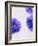 Violets, Blossoms, Violet, Blue, Viola Odorata-Axel Killian-Framed Photographic Print