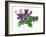 Violets Bunny-Wendy Edelson-Framed Giclee Print