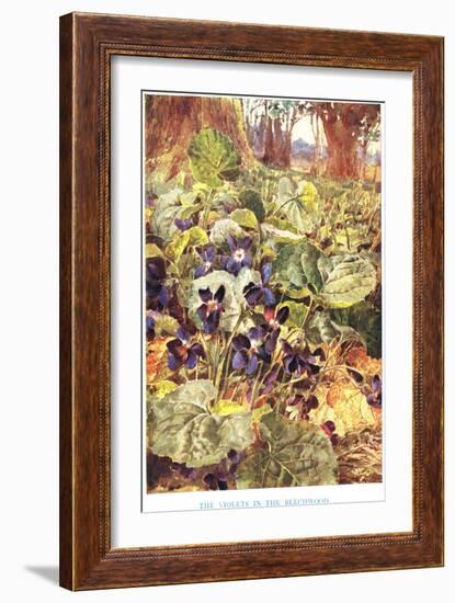 Violets in the Beechwood, Illustration from 'Country Ways and Country Days'-Louis Fairfax Muckley-Framed Giclee Print