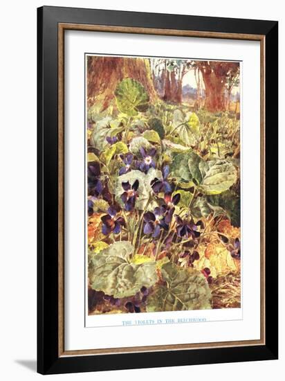 Violets in the Beechwood, Illustration from 'Country Ways and Country Days'-Louis Fairfax Muckley-Framed Giclee Print