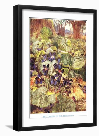 Violets in the Beechwood, Illustration from 'Country Ways and Country Days'-Louis Fairfax Muckley-Framed Giclee Print