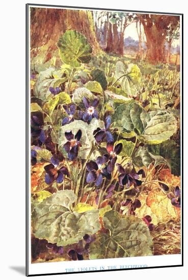 Violets in the Beechwood, Illustration from 'Country Ways and Country Days'-Louis Fairfax Muckley-Mounted Giclee Print