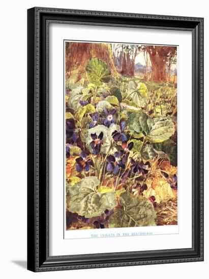 Violets in the Beechwood, Illustration from 'Country Ways and Country Days'-Louis Fairfax Muckley-Framed Giclee Print