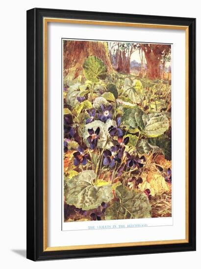 Violets in the Beechwood, Illustration from 'Country Ways and Country Days'-Louis Fairfax Muckley-Framed Giclee Print