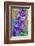 Violets-null-Framed Art Print