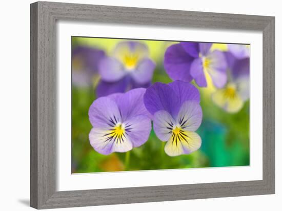 Violets-Cora Niele-Framed Photographic Print