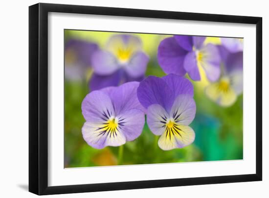 Violets-Cora Niele-Framed Photographic Print