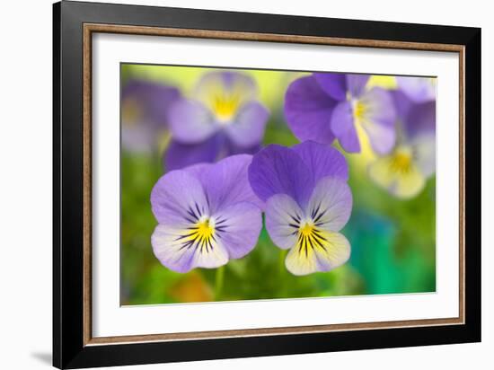 Violets-Cora Niele-Framed Photographic Print