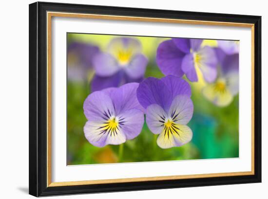 Violets-Cora Niele-Framed Photographic Print