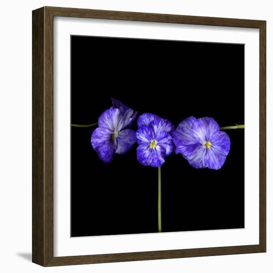 Violets-Magda Indigo-Framed Photographic Print