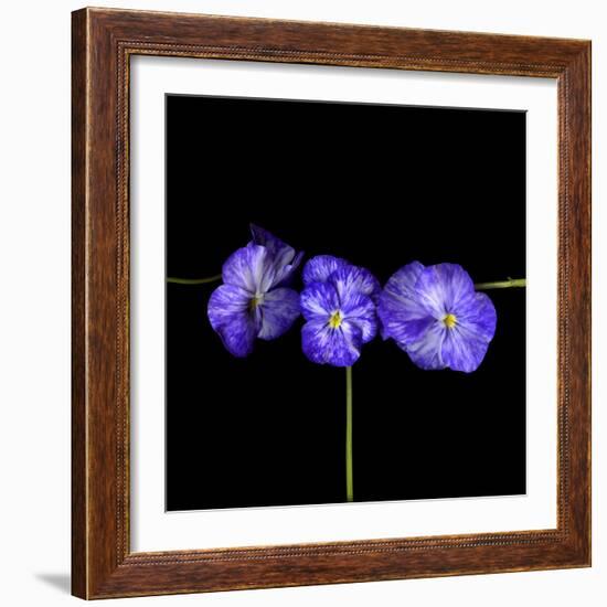 Violets-Magda Indigo-Framed Photographic Print