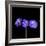 Violets-Magda Indigo-Framed Photographic Print