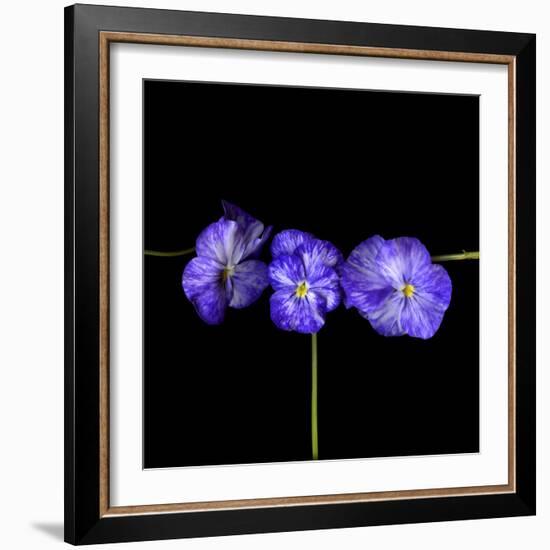 Violets-Magda Indigo-Framed Photographic Print