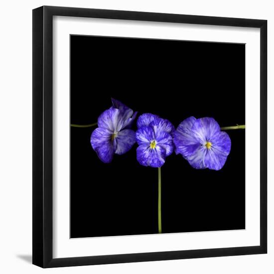 Violets-Magda Indigo-Framed Photographic Print