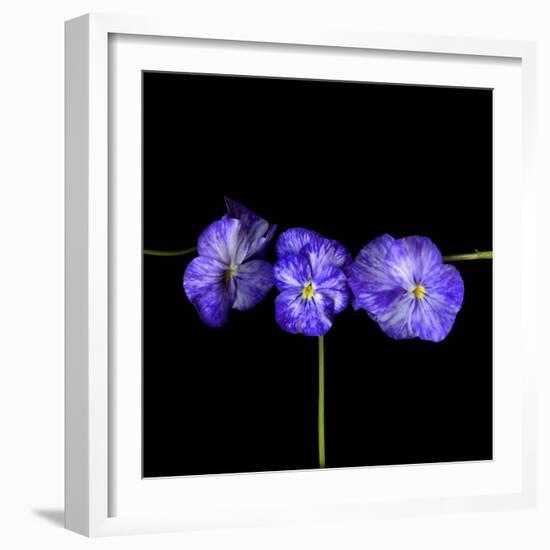 Violets-Magda Indigo-Framed Photographic Print