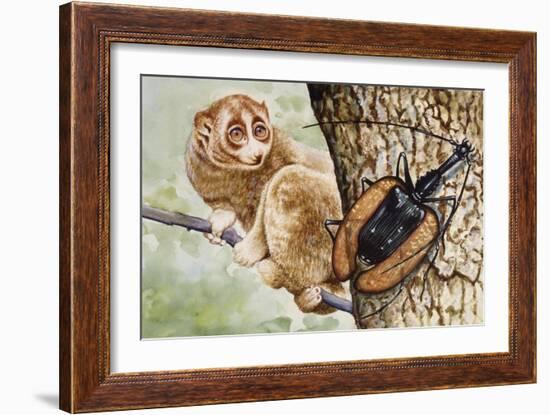 Violin Beetle or Banjo Beetle (Mormolyce Phyllodes)-null-Framed Giclee Print