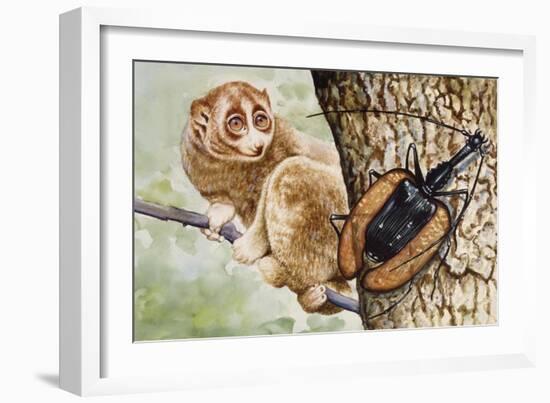 Violin Beetle or Banjo Beetle (Mormolyce Phyllodes)-null-Framed Giclee Print