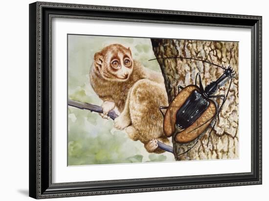 Violin Beetle or Banjo Beetle (Mormolyce Phyllodes)-null-Framed Giclee Print