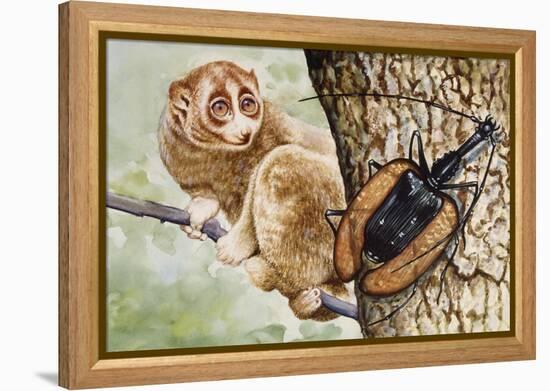 Violin Beetle or Banjo Beetle (Mormolyce Phyllodes)-null-Framed Premier Image Canvas