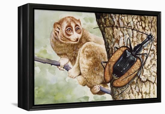 Violin Beetle or Banjo Beetle (Mormolyce Phyllodes)-null-Framed Premier Image Canvas