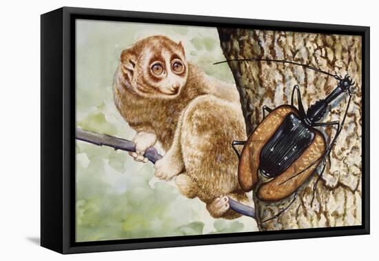 Violin Beetle or Banjo Beetle (Mormolyce Phyllodes)-null-Framed Premier Image Canvas