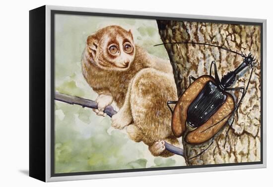 Violin Beetle or Banjo Beetle (Mormolyce Phyllodes)-null-Framed Premier Image Canvas