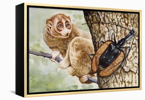 Violin Beetle or Banjo Beetle (Mormolyce Phyllodes)-null-Framed Premier Image Canvas