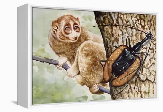 Violin Beetle or Banjo Beetle (Mormolyce Phyllodes)-null-Framed Premier Image Canvas