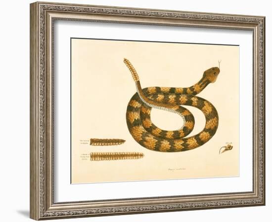 Viper Caudison Snake, Rattlesnake, Plate 41, Vol. 1, from the 'Natural History of Carolina,…-Mark Catesby-Framed Giclee Print