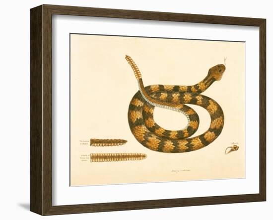 Viper Caudison Snake, Rattlesnake, Plate 41, Vol. 1, from the 'Natural History of Carolina,…-Mark Catesby-Framed Giclee Print