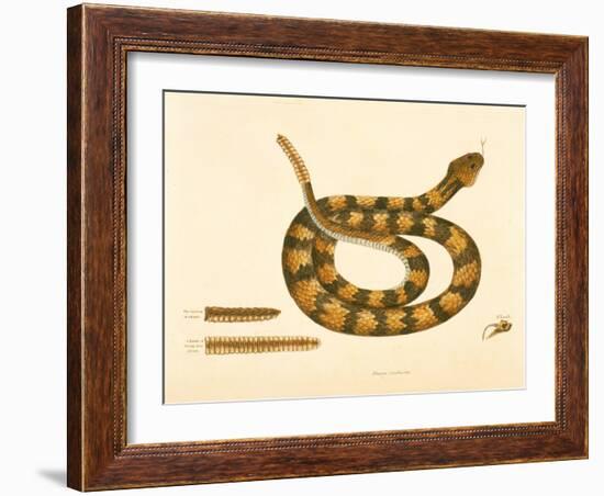 Viper Caudison Snake, Rattlesnake, Plate 41, Vol. 1, from the 'Natural History of Carolina,…-Mark Catesby-Framed Giclee Print