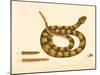 Viper Caudison Snake, Rattlesnake, Plate 41, Vol. 1, from the 'Natural History of Carolina,…-Mark Catesby-Mounted Giclee Print