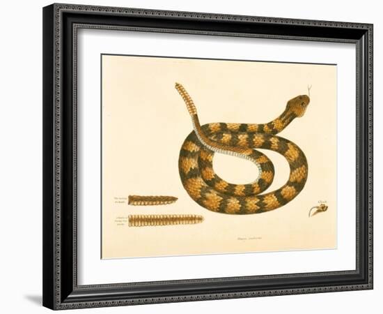 Viper Caudison Snake, Rattlesnake, Plate 41, Vol. 1, from the 'Natural History of Carolina,…-Mark Catesby-Framed Giclee Print