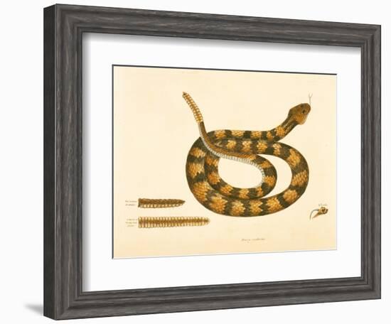 Viper Caudison Snake, Rattlesnake, Plate 41, Vol. 1, from the 'Natural History of Carolina,…-Mark Catesby-Framed Giclee Print