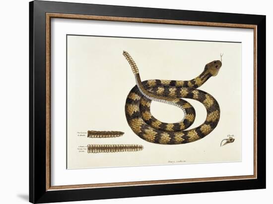 Viper Caudison Snake (Rattlesnake)-Mark Catesby-Framed Giclee Print