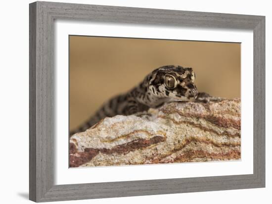 Viper Gecko (Teratolepis fasciata), captive, Pakistan, Asia-Janette Hill-Framed Photographic Print