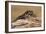 Viper Gecko (Teratolepis fasciata), captive, Pakistan, Asia-Janette Hill-Framed Photographic Print